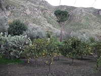 cantara gurne23122011 109